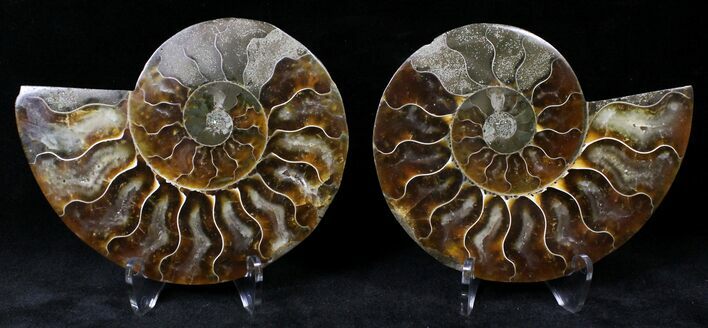 Polished Ammonite Pair - Million Years #20310